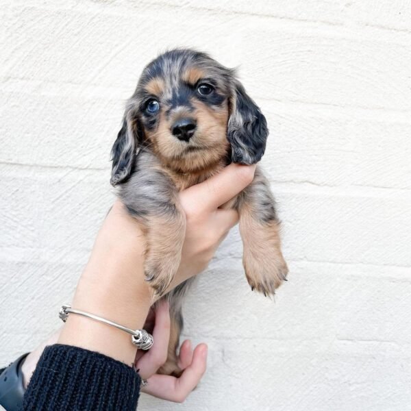 dachshund puppies near me for sale - dachshund puppies online