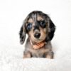 dachshund puppies near me for sale - dachshund puppies online