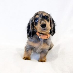 dachshund puppies near me for sale - dachshund puppies online