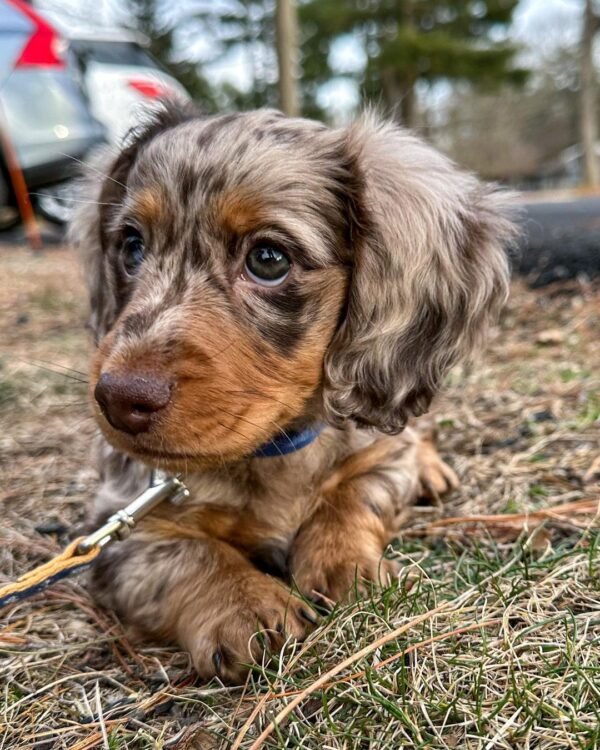 Dachshund Long Haired Dapple - Where to order Dachshund