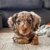 Dachshund Long Haired Dapple - Where to order Dachshund