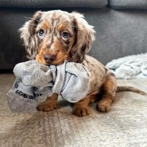 Dachshund Long Haired Dapple - Where to order Dachshund