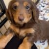 Dachshund For Sale Near Me - order Dachshund puppy online