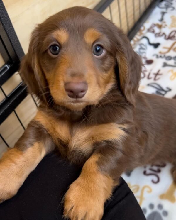 Dachshund For Sale Near Me - order Dachshund puppy online