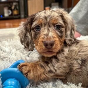 Dachshund Long Haired Dapple - Where to order Dachshund