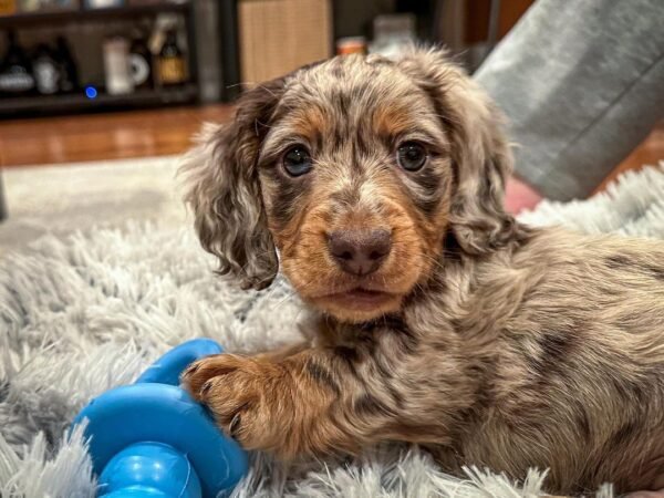 Dachshund Long Haired Dapple - Where to order Dachshund