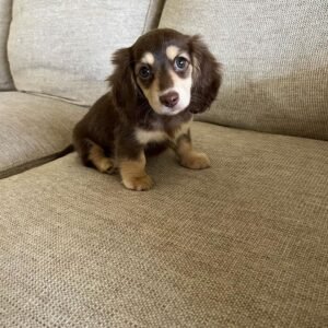 buy Long Haired Mini Dachshund shed - buy puppies online