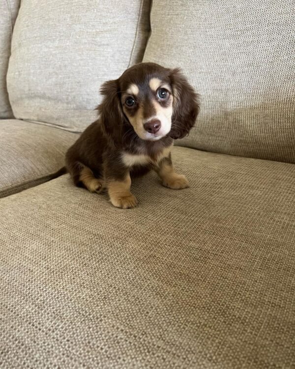 buy Long Haired Mini Dachshund shed - buy puppies online