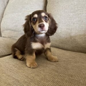 buy Long Haired Mini Dachshund shed - buy puppies online