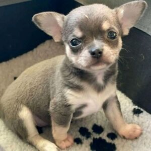 Chihuahua