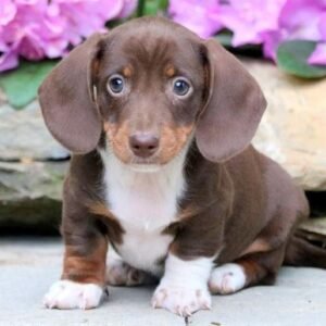 Dachshund