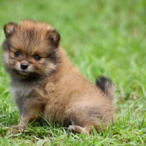 Pomeranian