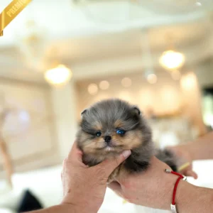 Pomeranian puppies for sale near me - teacup Pomeranian puppies