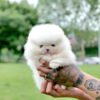 buy teacup pomeranian free delivery - Teacup Puppies for Sale