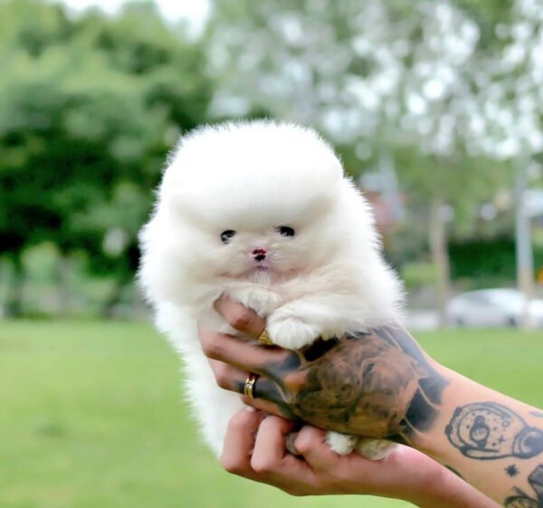 buy teacup pomeranian free delivery - Teacup Puppies for Sale