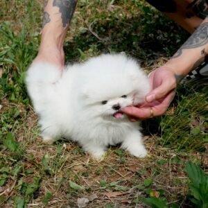 buy teacup pomeranian free delivery - Teacup Puppies for Sale