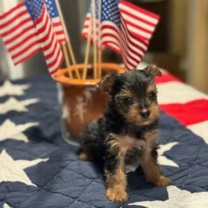 teacup Yorkie puppy for sale - mini Yorkie puppy for sale