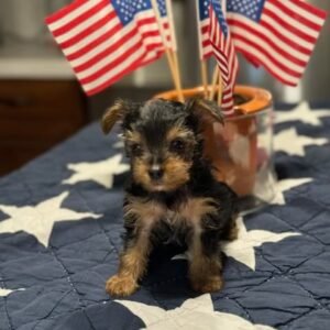 teacup Yorkie puppy for sale - mini Yorkie puppy for sale