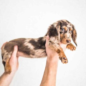 Dapple Dachshund Puppies For Sale - buy Dapple Dachshund