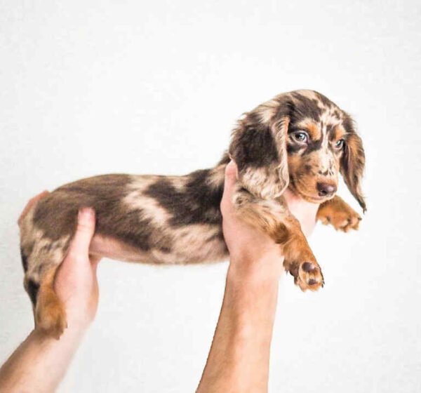 Dapple Dachshund Puppies For Sale - buy Dapple Dachshund