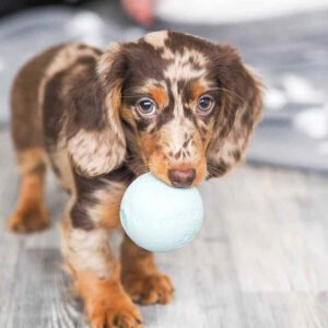 Dapple Dachshund Puppies For Sale - buy Dapple Dachshund