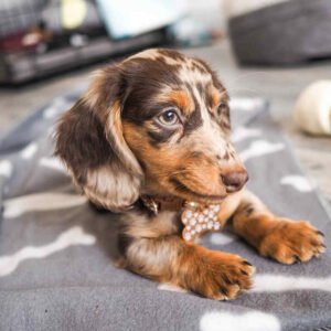 Dapple Dachshund Puppies For Sale - buy Dapple Dachshund