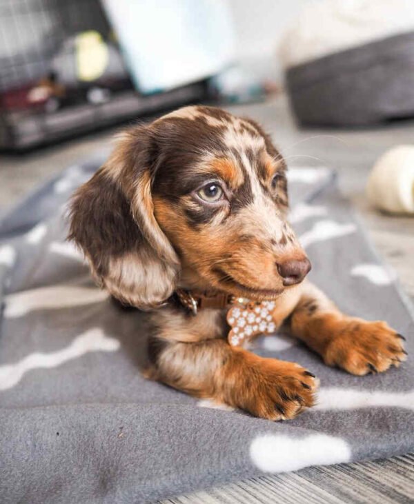 Dapple Dachshund Puppies For Sale - buy Dapple Dachshund