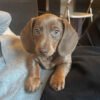 Buy Miniature Smooth Dachshund - Miniature Smooth Dachshund