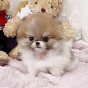 buy teacup pomeranian