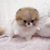 buy teacup pomeranian