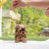 yorkshire terrier puppies for sale near me