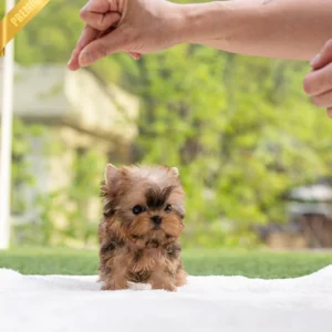 yorkshire terrier puppies for sale near me