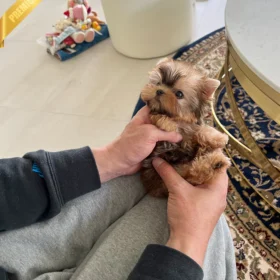 buy yorkie shire terrier puppies - adorable yorkie for sale online