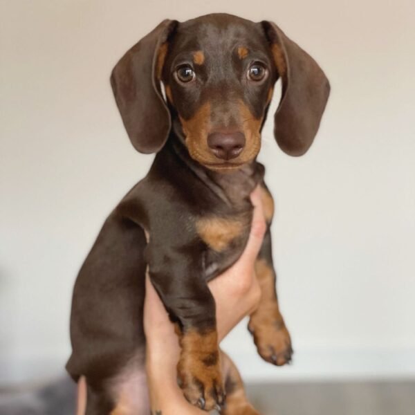 Dachshunds Breeders Near Me