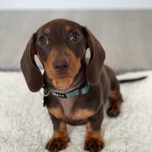 Dachshunds Breeders Near Me