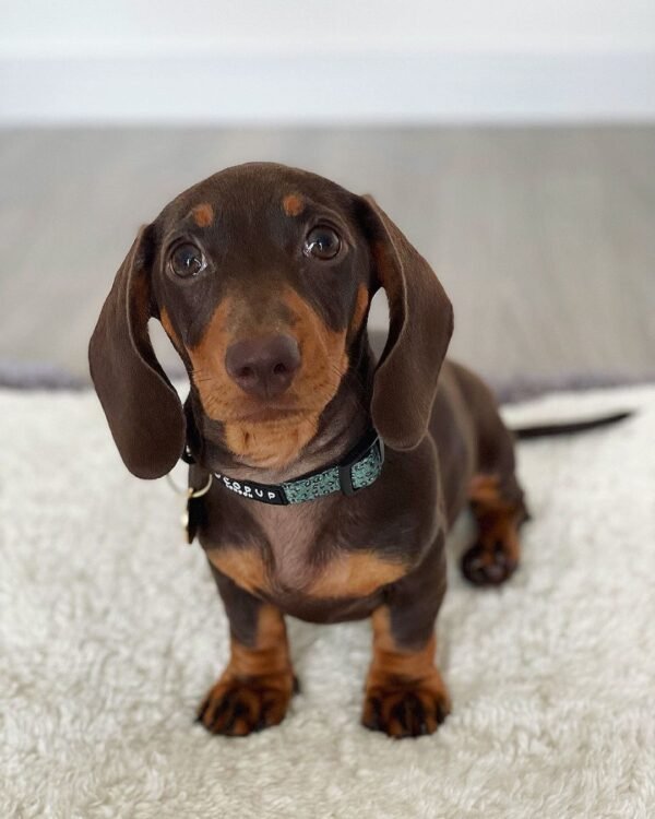 Dachshunds Breeders Near Me