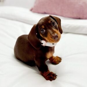 Dachshunds Breeders Near Me