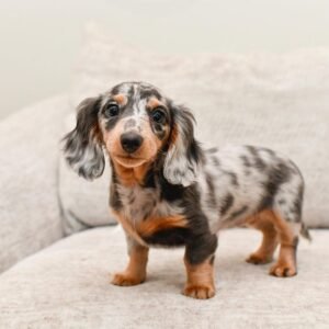 Dapple Mini Dachshund Puppies - Dapple Mini Dachshund online