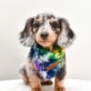 Dapple Mini Dachshund Puppies - Dapple Mini Dachshund online