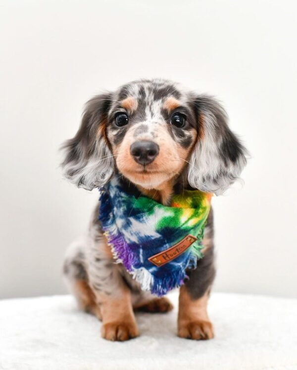 Dapple Mini Dachshund Puppies - Dapple Mini Dachshund online