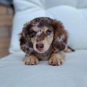 Dapple Dachshund Puppy - How much is a dapple Dachshund