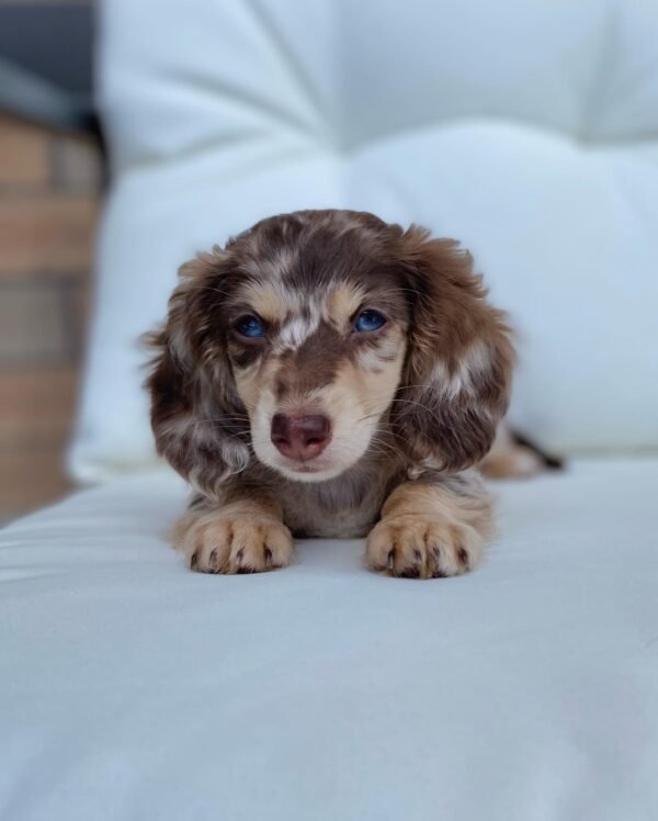 Dapple Dachshund Puppy - How much is a dapple Dachshund