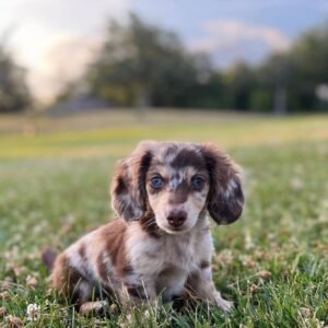 Dapple Dachshund Puppy - How much is a dapple Dachshund