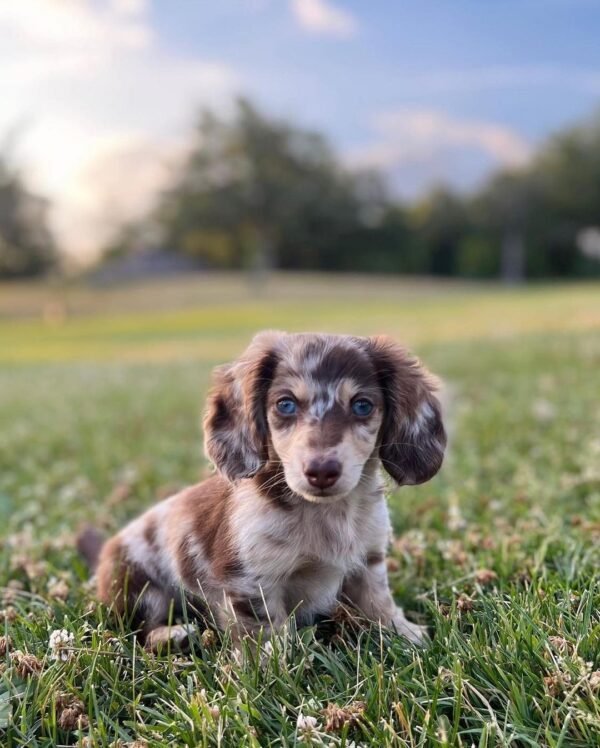 Dapple Dachshund Puppy - How much is a dapple Dachshund