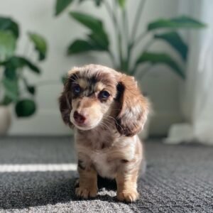 Dapple Dachshund Puppy - How much is a dapple Dachshund