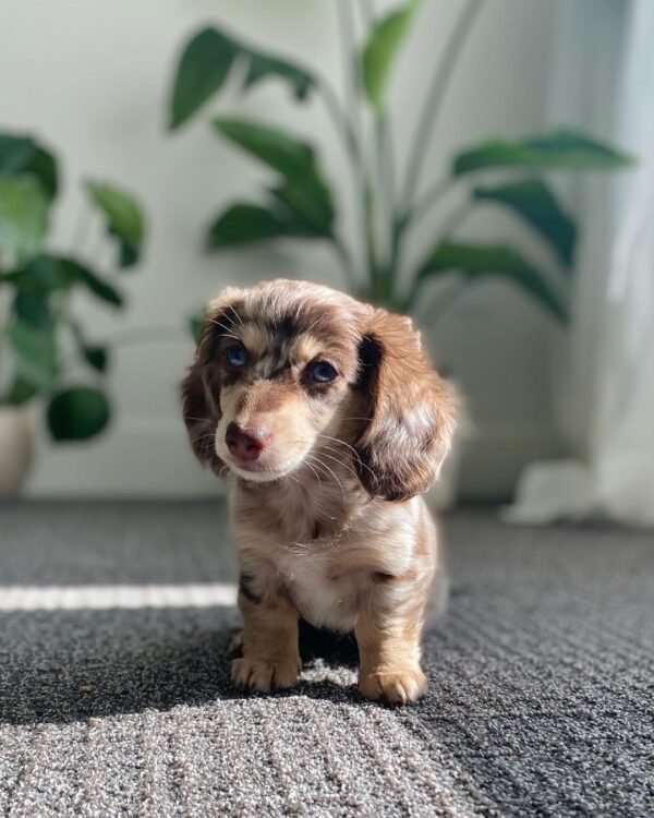 Dapple Dachshund Puppy - How much is a dapple Dachshund