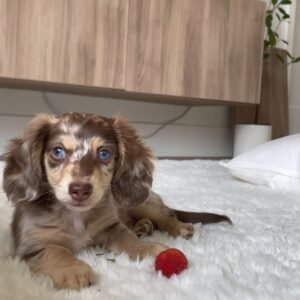 Dapple Dachshund Puppy - How much is a dapple Dachshund