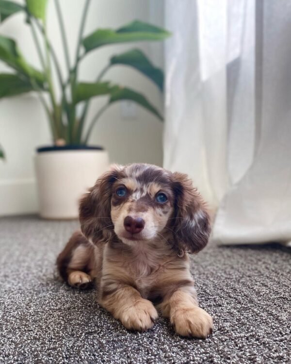 Dapple Dachshund Puppy - How much is a dapple Dachshund