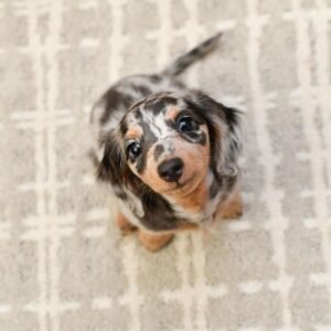 Dapple Mini Dachshund Puppies - Dapple Mini Dachshund online