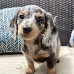 Dapple Mini Dachshund Puppies - Dapple Mini Dachshund online